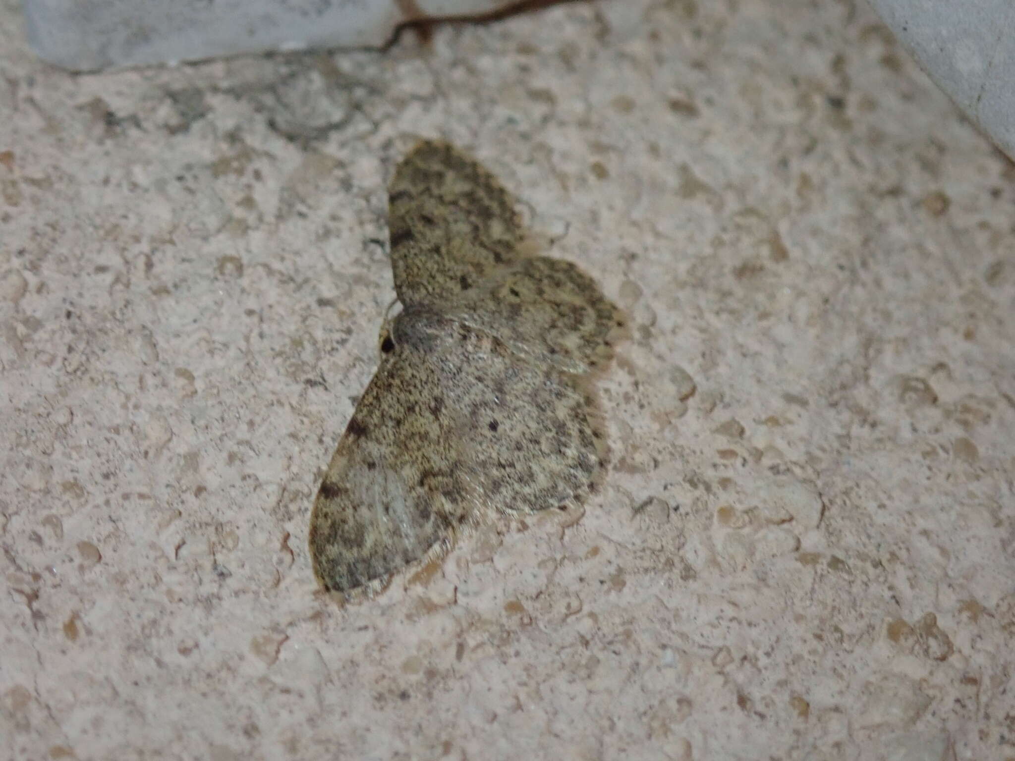 Image of Idaea libycata Bartel 1906