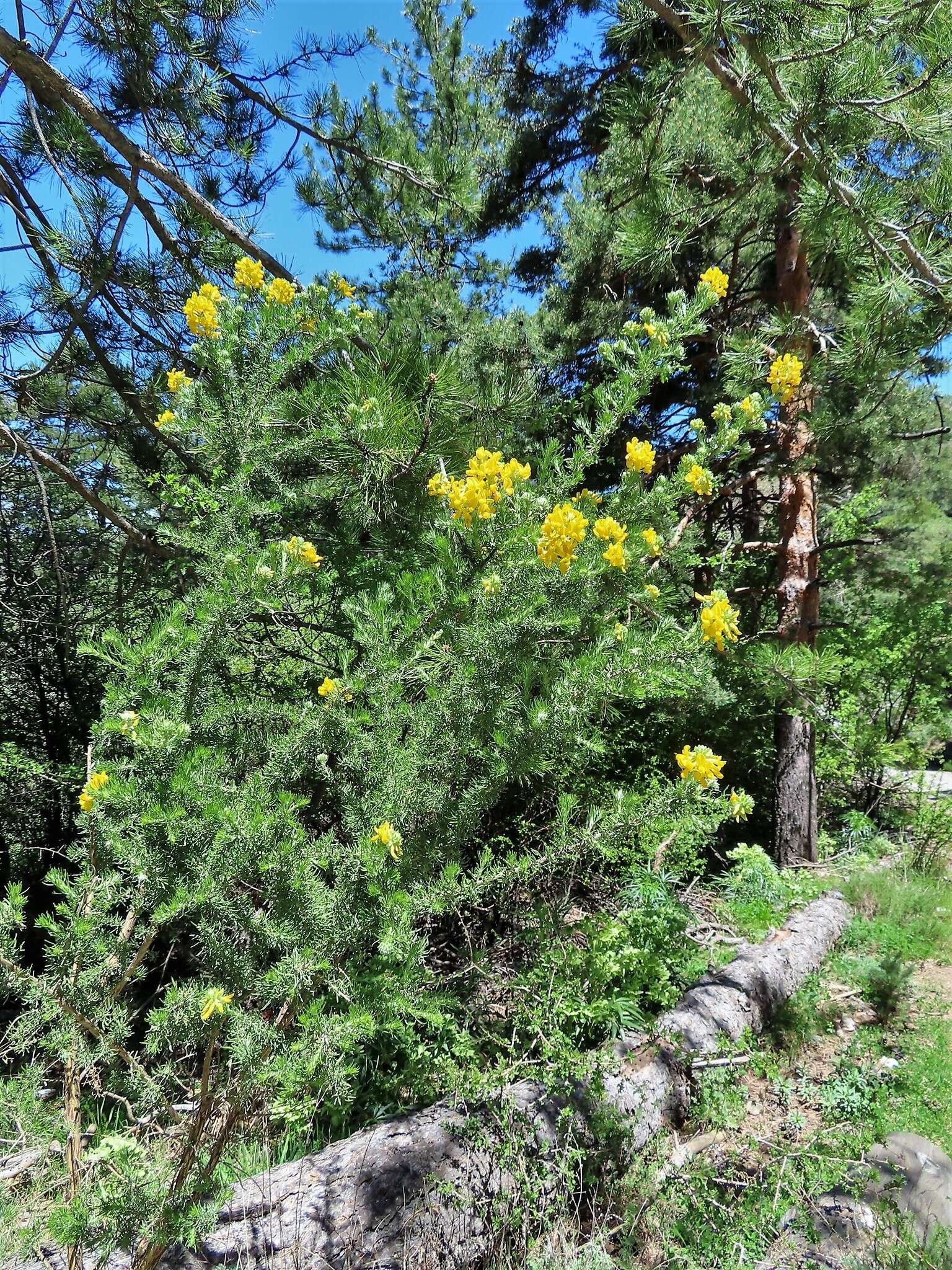 Sivun Adenocarpus decorticans Boiss. kuva