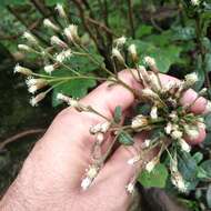 صورة Baccharis multiflora Kunth