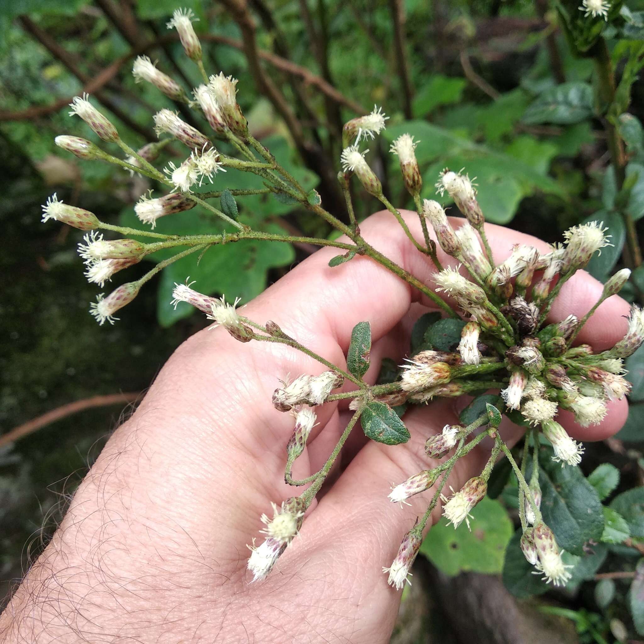 صورة Baccharis multiflora Kunth