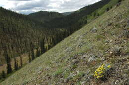 Image of alpine golden buckwheat