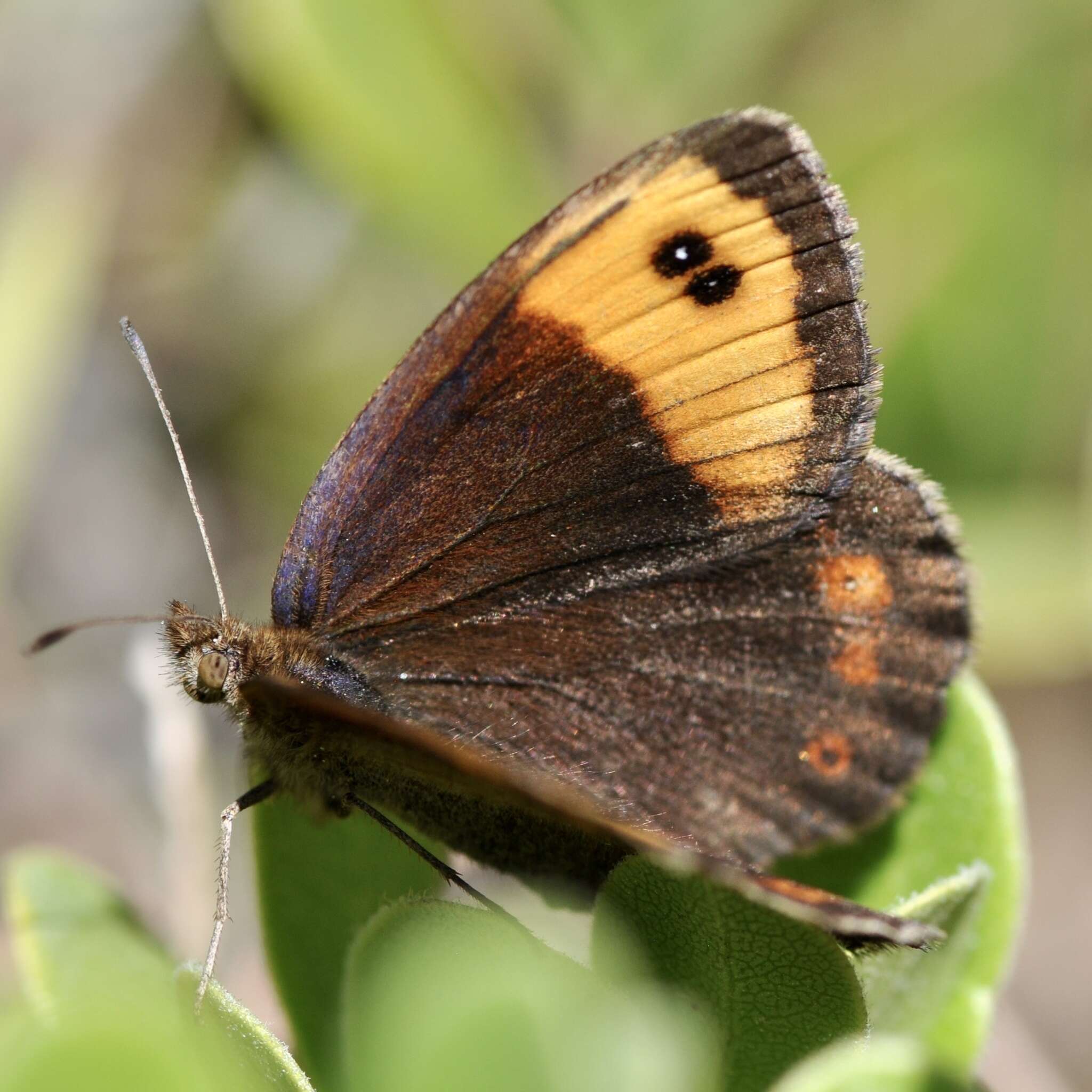 Image of Zapater’s Ringlet