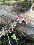 Image de Trifolium kingii subsp. productum (Greene) D. Heller