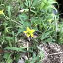 Image of Ranunculus cantoniensis DC.