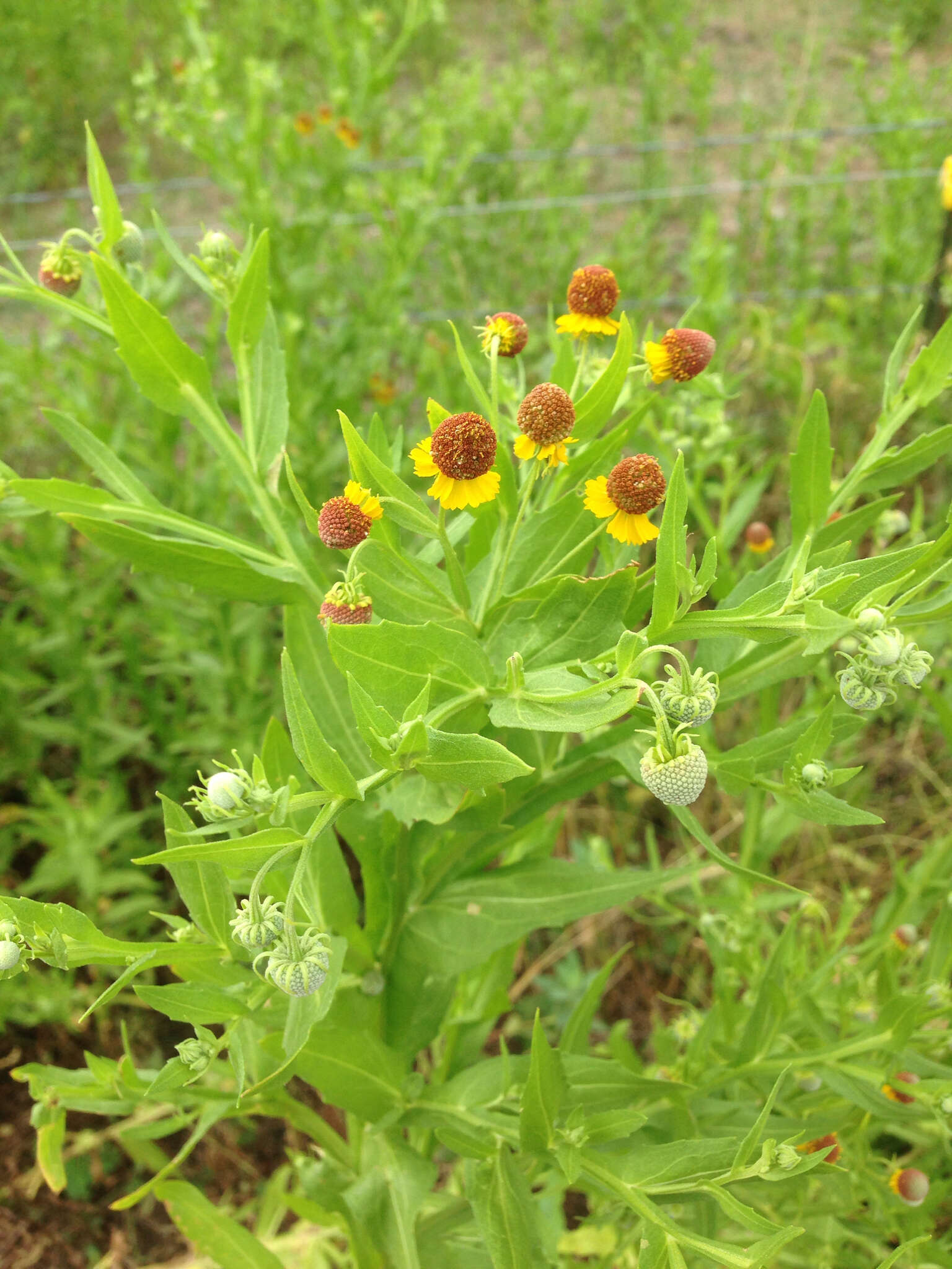 Plancia ëd Helenium microcephalum DC.