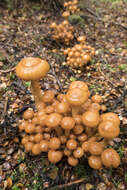 Pholiota malicola (Kauffman) A. H. Sm. 1934 resmi