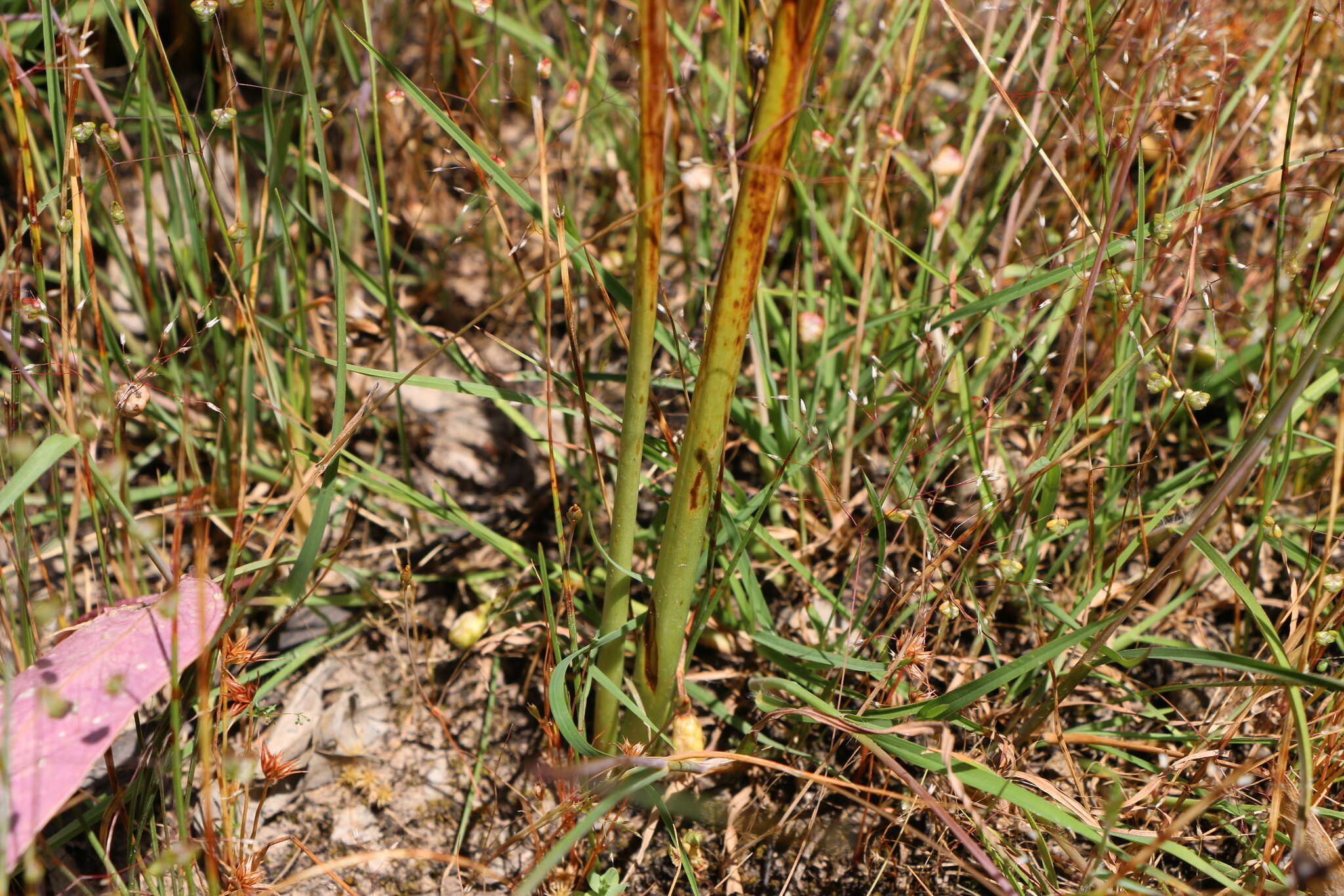 Imagem de Prasophyllum hygrophilum D. L. Jones & D. T. Rouse