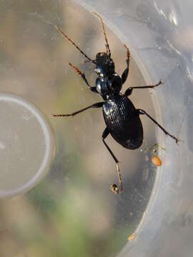 Image of Pterostichus (Pterostichus) fasciatopunctatus (Creutzer 1799)