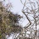 Image of Cyprus Warbler