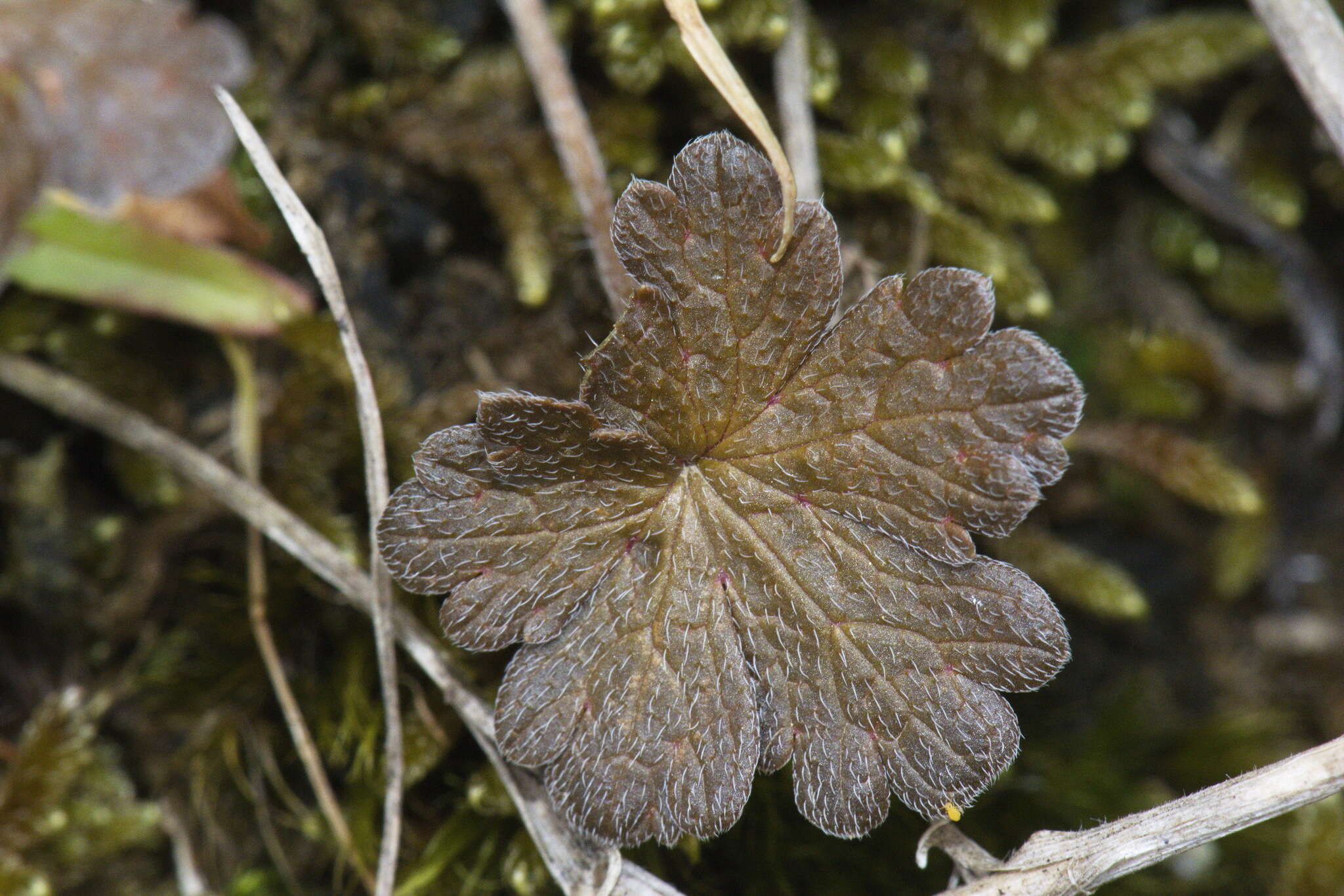 Imagem de Geranium brevicaule Hook.