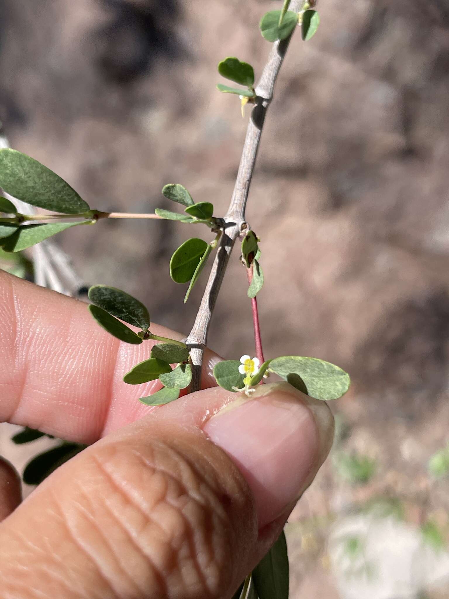 Plancia ëd Euphorbia magdalenae Benth.