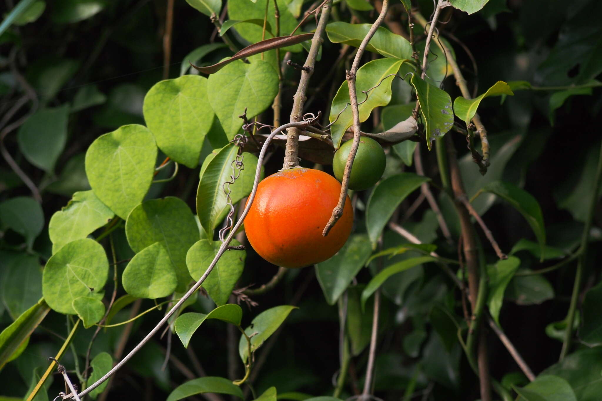 Image of Melodinus suaveolens (Hance) Champion ex Benth.