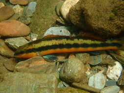 Image of Tangerine Darter