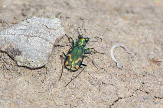 Image of Badlands tiger beetle