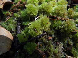 Image of pale bog-moss