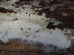 Image of athelia lichen