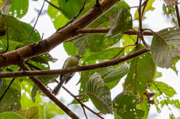 Image of Greenish Tyrannulet