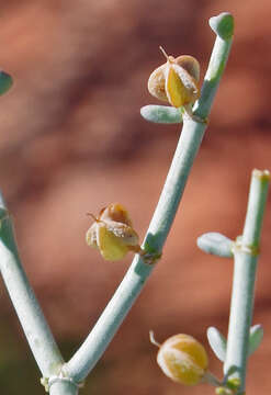 Image of Tetraena chrysopteros (Retief) Beier & Thulin