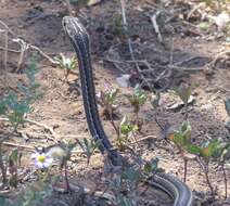 Слика од Psammophis notostictus Peters 1867