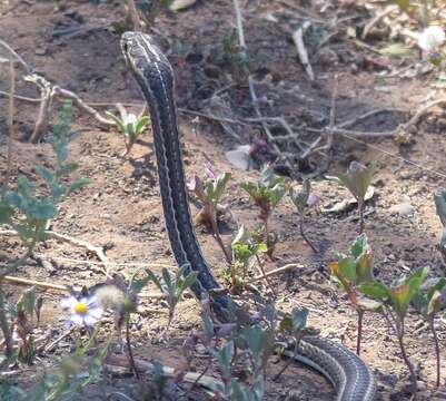 Psammophis notostictus Peters 1867的圖片