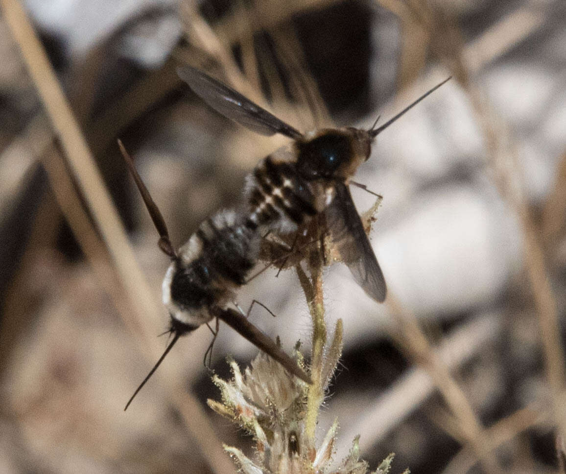 Image of Bombylius lancifer Osten Sacken 1877