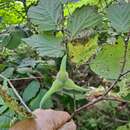 Image of Corylus sieboldiana Blume