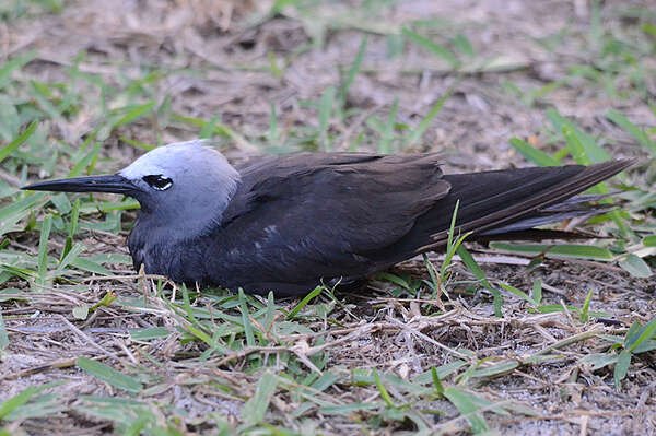 Anous tenuirostris (Temminck 1823) resmi