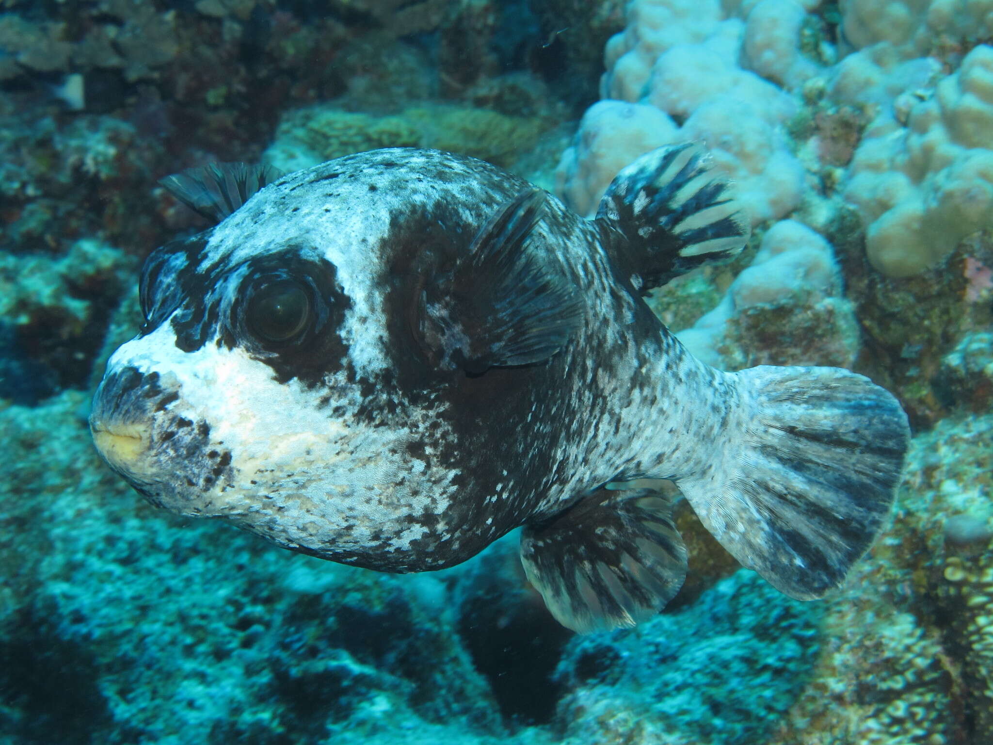 Image of Masked Puffer