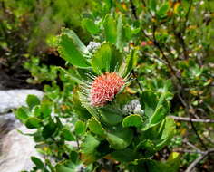 Plancia ëd Leucospermum winteri J. P. Rourke