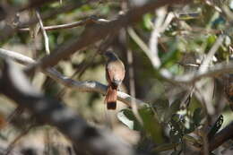 Image of Collared Palm Thrush