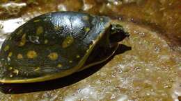 Image of Lissemys punctata andersoni Webb 1980