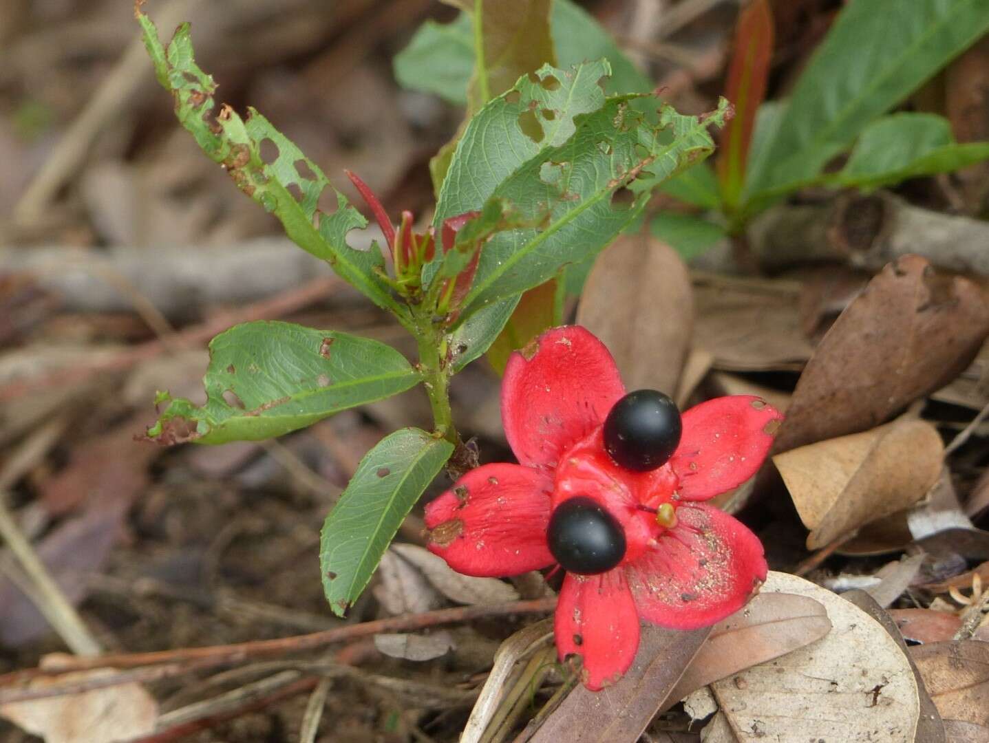 Ochna macrocalyx Oliv.的圖片