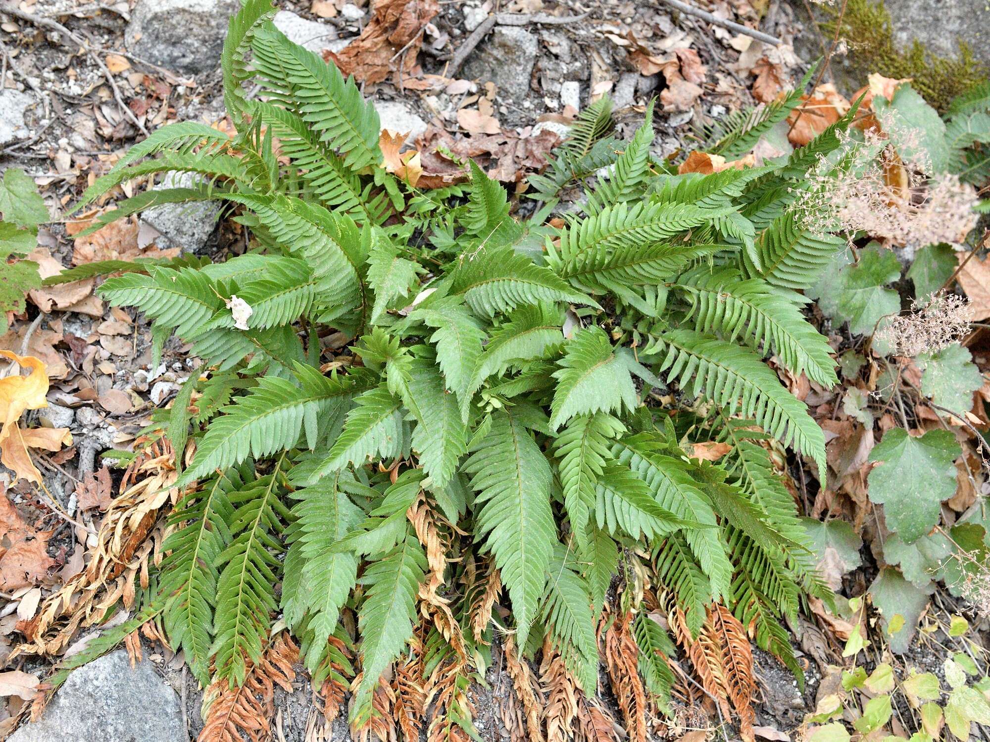 Image of narrowleaf swordfern