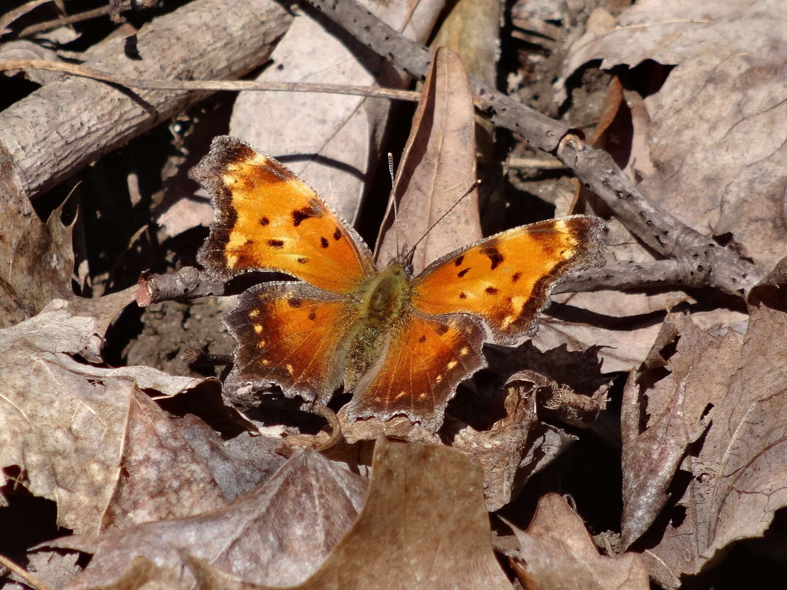 Image of Gray Comma