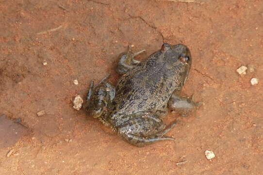 Imagem de Limnodynastes fletcheri Boulenger 1888