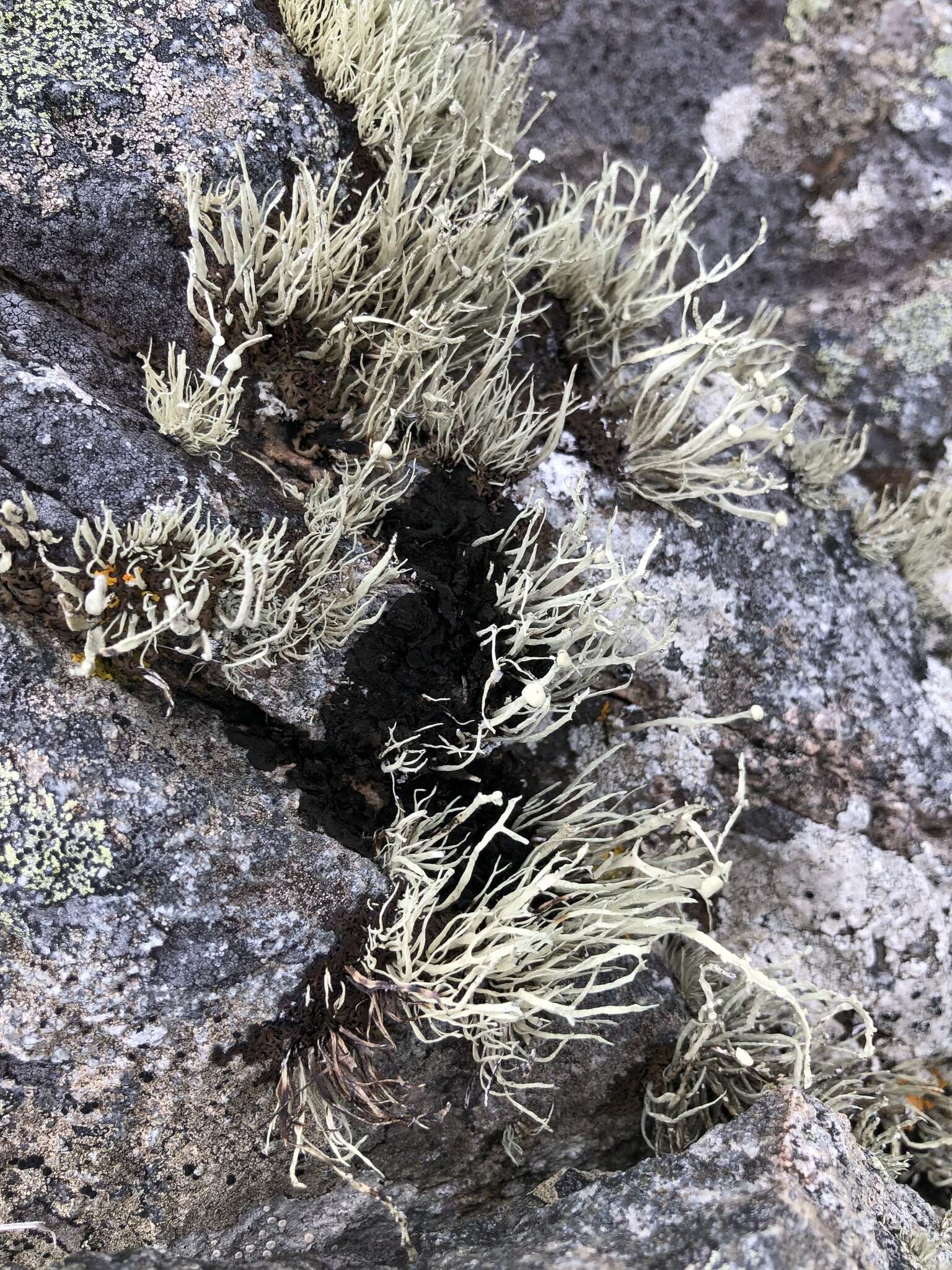 Image of Ramalina cuspidata (Ach.) Nyl.