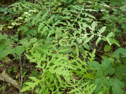 Image of Beck's leafcup