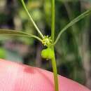 Imagem de Euphorbia bilobata Engelm.