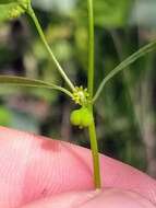 Image of blackseed spurge