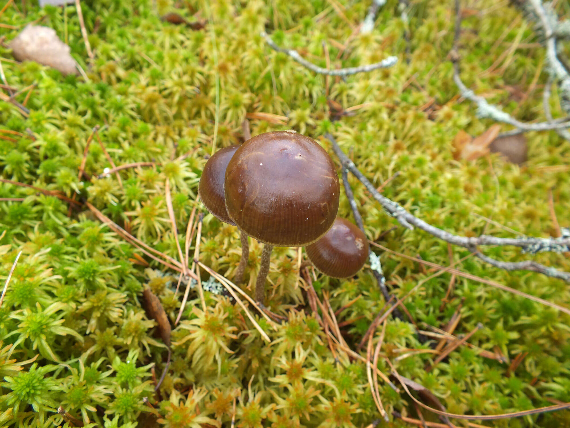 Image of Psilocybe fuscofulva Peck 1887