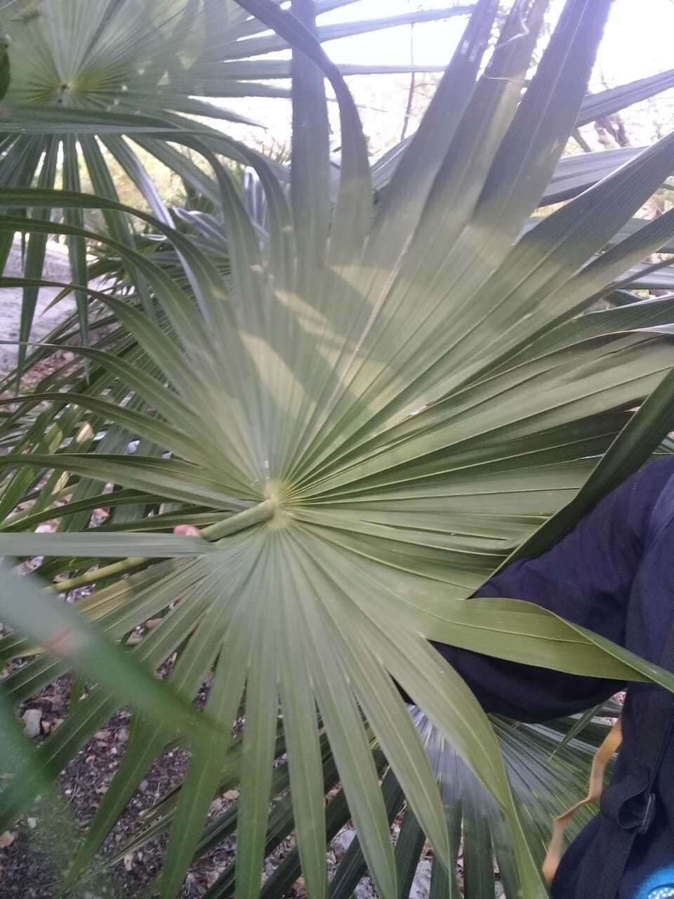 Image of Coccothrinax readii H. J. Quero