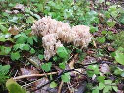 Image of Ramaria pallida (Schaeff.) Ricken 1920