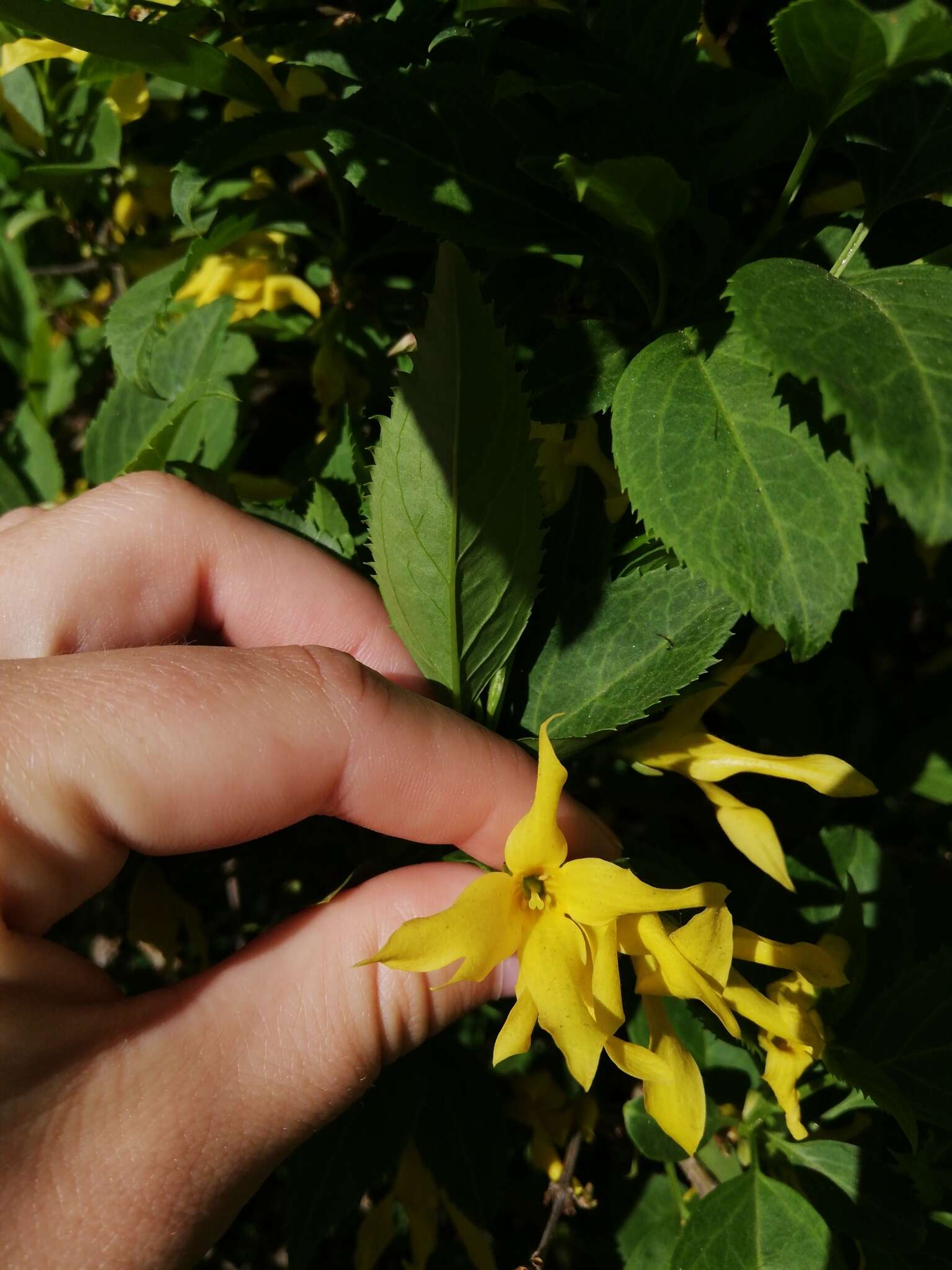 Image of weeping forsythia