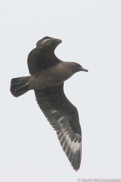 Image of Great Skua