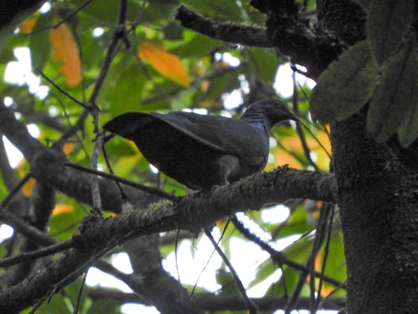 Image of Bolle's Laurel Pigeon