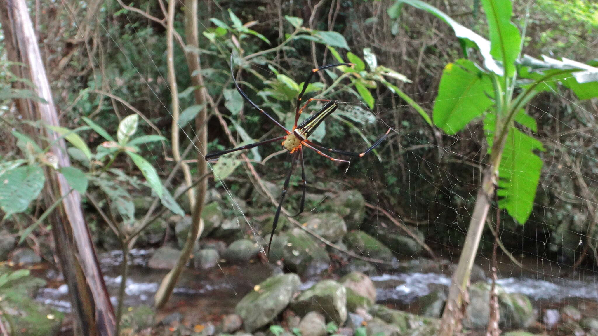 Image of Nephila pilipes (Fabricius 1793)