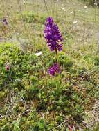 Image of Anacamptis alata (Fleury) H. Kretzschmar, Eccarius & H. Dietr.