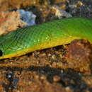 Erythrolamprus viridis prasinus (Jan & Sordelli 1866)的圖片