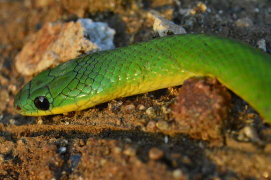 Erythrolamprus viridis prasinus (Jan & Sordelli 1866)的圖片