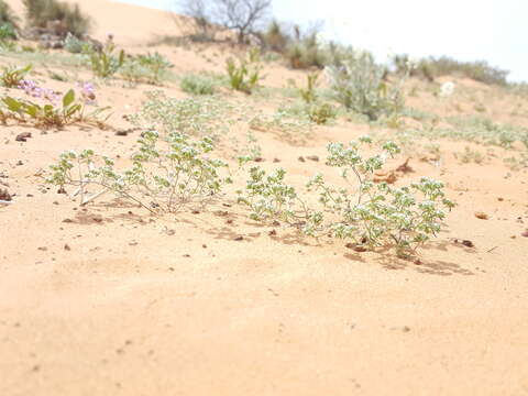 Plancia ëd Eremocarya micrantha (Torr.) Greene